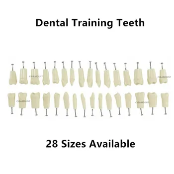 5vnt Dantų Typodont Praktikos Dantų Studijų Modelį Atskirų Pakeitimo Dantų Studentų Mokymą, Dervos Pildymo Mokymo Priemonės