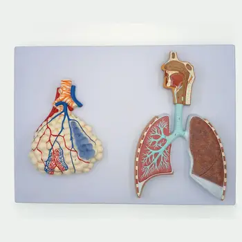PVC Žmogaus Reljefo Modelis Kvėpavimo Sistemos Su Plaučių Alveolių Anatomijos Medicinos