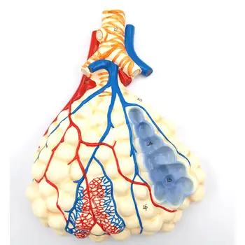 PVC Žmogaus Reljefo Modelis Kvėpavimo Sistemos Su Plaučių Alveolių Anatomijos Medicinos Nuotrauka 2